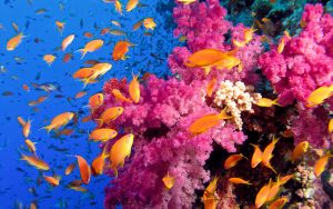 pink-coral-fish