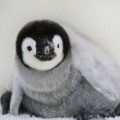 PTE听力口语练习素材：科学60秒 — Global Warming Freezes Penguin Chicks