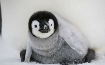 PTE听力口语练习素材：科学60秒-Warming Freezes Penguin Chicks