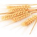 PTE听力口语练习素材：科学60秒 — Bread Wheat Genome