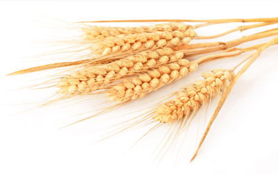 PTE听力口语练习素材：科学60秒 — Bread Wheat Genome