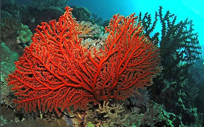PTE考试科学知识背景补充—Coral Bleaching-珊瑚漂白？