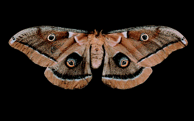 PTE听力口语练习-科学60秒-Moth-Eyes