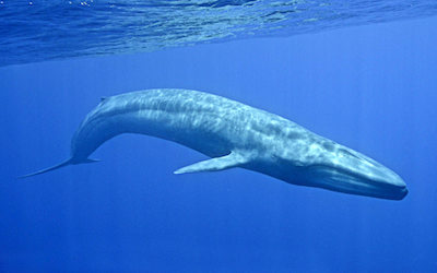 PTE听力口语练习-科学60秒- Blue Whales