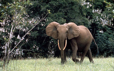 PTE听力口语练习-科学60秒-Forest Elephants