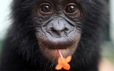 PTE听力口语练习-科学60秒-Bonobos