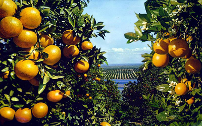 PTE听力口语练习-科学60秒-Florida citrus crop