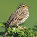 PTE听力口语练习-科学60秒-Savanna sparrows