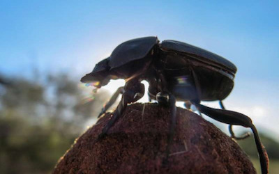 PTE听力口语练习-科学60秒-Dung Beetles