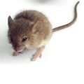 PTE听力口语练习-科学60秒- Cold-Comfortable Mice