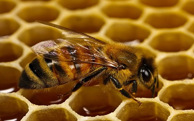 PTE阅读练习：杀虫剂杀死蜜蜂