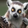 PTE听力口语练习素材：科学60秒 - Ring-tailed Lemurs