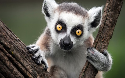 PTE听力口语练习素材：科学60秒 – Ring-tailed Lemurs