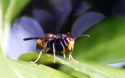 PTE阅读练习：英国境内首次发现入侵物种亚洲黄蜂