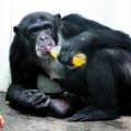PTE听力口语练习-科学60秒: The Orangutan choose Juice