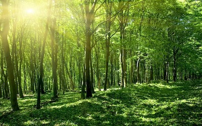 PTE听力口语练习-科学60秒: Forest Die-offs Alter the Global Climate