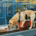 PTE听力口语练习-科学60秒: Dogs' Sniffing Skills inspire Detector Development