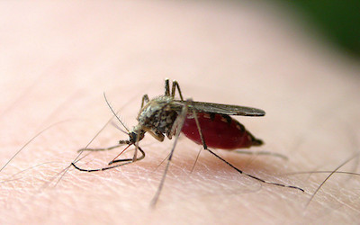 PTE听力口语练习-科学60秒: Pesticide kills Mosquitoes