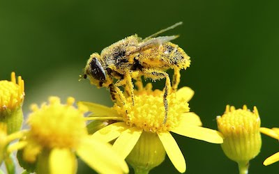 PTE听力口语练习-科学60秒: 蜜蜂通过味道对花粉进行排名
