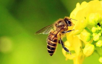 PTE听力口语-科学60秒: Chemicals leads to honeybee’s death