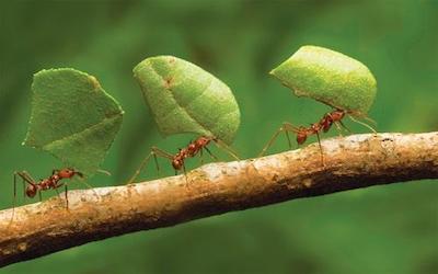 PTE听力口语-科学60秒: Ants use integrated information
