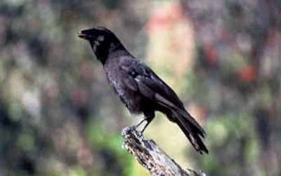 PTE听力口语-科学60秒: Hawaiian Crow birds calls