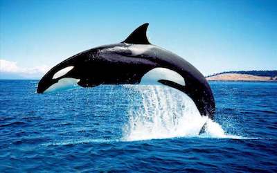 PTE听力口语-科学60秒: Female Killer Whales into Menopause