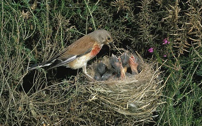 PTE听力口语-科学60秒: Birds Feeders attract Nest Predators