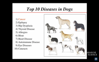 文波PTE Retell Lecture练习－Top 10 Disease in Dogs