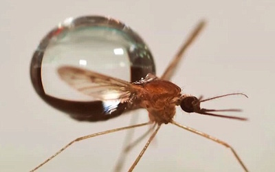 60秒科学:你见过蚊子变成”落汤鸡”吗?