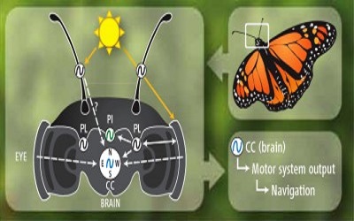 PTE听力口语-科学60秒：Butterfly Navigation