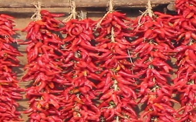 PTE听力口语-科学60秒：Chillies smooth gut inflammation
