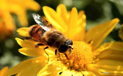 PTE听力口语-科学60秒：Bees enjoy flower nicotine drug