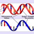 阿德莱德文波PTE真题鸡精回忆-DNA-RNA
