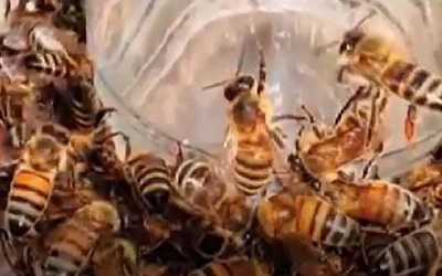 文波PTE真题视频系列-dancing bees