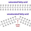 PTE真题回忆-饱和脂肪酸